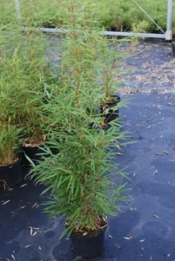 Niet Woekerende Bamboe (Fargesia Robusta) -Tuinplantenwinkel 20130121115128 5 1