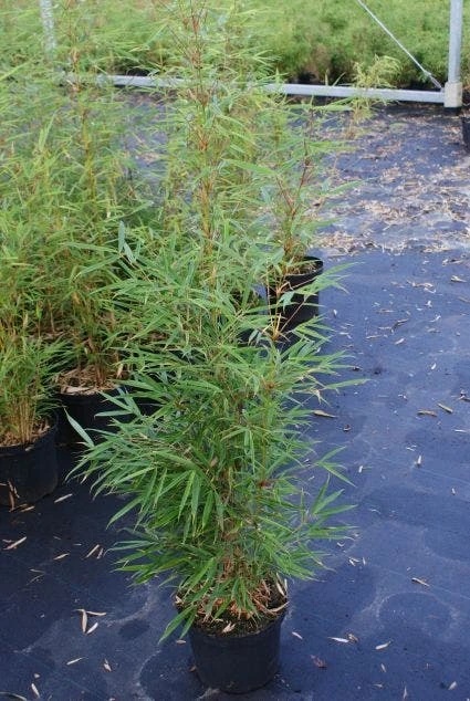 Niet Woekerende Bamboe (Fargesia Robusta) 8 Niet Woekerende Bamboe (Fargesia Robusta) - Afbeelding 8