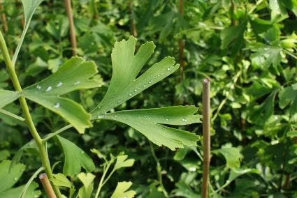 Japanse Notenboom (Ginkgo Biloba) 4 Japanse Notenboom (Ginkgo Biloba) - Afbeelding 4