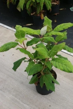 Fluweelhortensia (Hydrangea Aspera 'Macrophylla') -Tuinplantenwinkel 20130121123911 6 1