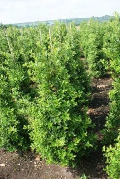 Hulst (Ilex Aquifolium 'Silver Queen') -Tuinplantenwinkel 20130121124351 11