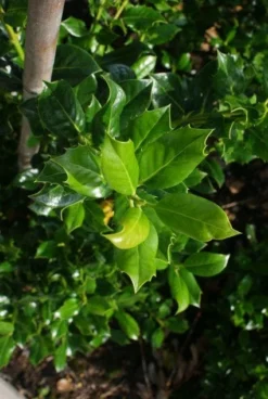 Hulst (Ilex Aquifolium J.C. Van Tol) -Tuinplantenwinkel 20130121125215 11