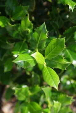 Hulst (Ilex Aquifolium J.C. Van Tol) 10 Hulst (Ilex Aquifolium J.C. Van Tol) -Tuinplantenwinkel 20130121125258 11 2