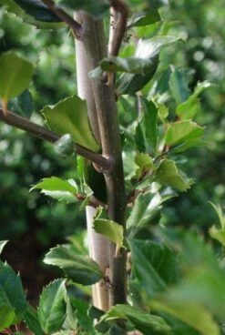 Blauwe Hulst (Ilex Meserveae 'Blue Prince') -Tuinplantenwinkel 20130121125422 10 1