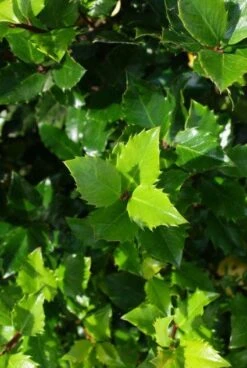 Blauwe Hulst (Ilex Meserveae 'Blue Prince') -Tuinplantenwinkel 20130121125453 10 2