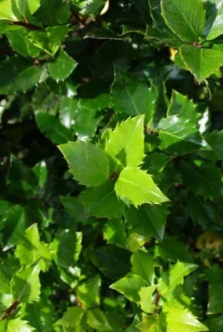 Blauwe Hulst (Ilex Meserveae 'Blue Prince') 14 Blauwe Hulst (Ilex Meserveae 'Blue Prince') -Tuinplantenwinkel 20130121125453 10