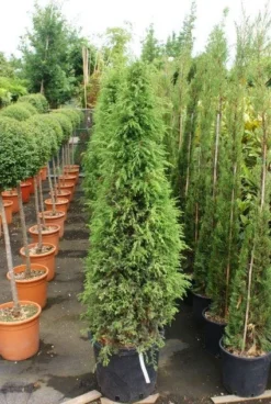 Jeneverbes (Juniperus Communis 'Hibernica') -Tuinplantenwinkel 20130121125813 7