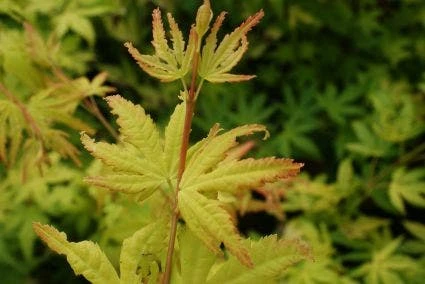 Japanse Esdoorn (Acer Palmatum 'Orange Dream') 4 Japanse Esdoorn (Acer Palmatum 'Orange Dream') - Afbeelding 4