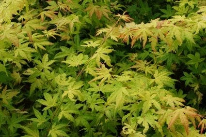 Japanse Esdoorn (Acer Palmatum 'Orange Dream') 5 Japanse Esdoorn (Acer Palmatum 'Orange Dream') - Afbeelding 5