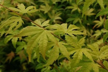 Japanse Esdoorn (Acer Palmatum 'Orange Dream') 6 Japanse Esdoorn (Acer Palmatum 'Orange Dream') - Afbeelding 6