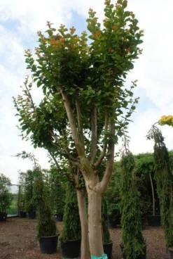 Roze Lagerstroemia Als Boom (Lagerstroemia Indica) 20 Roze Lagerstroemia Als Boom (Lagerstroemia Indica) -Tuinplantenwinkel 20130121162344 9 1
