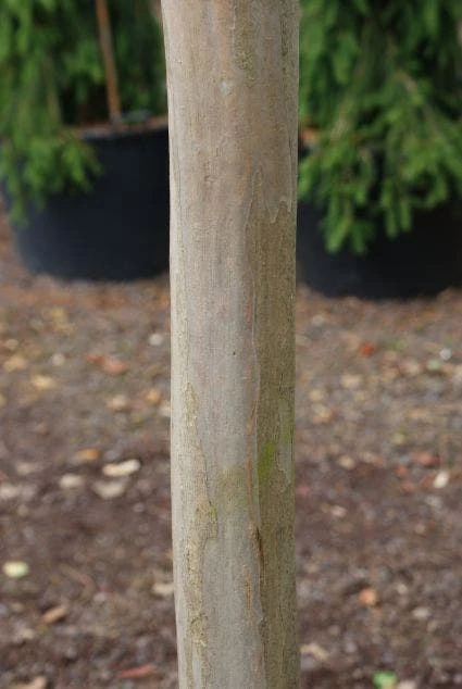 Roze Lagerstroemia Als Boom (Lagerstroemia Indica) 2 Roze Lagerstroemia Als Boom (Lagerstroemia Indica) - Afbeelding 2