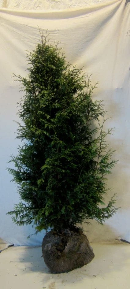 Levensboom (Thuja Plicata 'Gelderland') 2 Levensboom (Thuja Plicata 'Gelderland') - Afbeelding 2