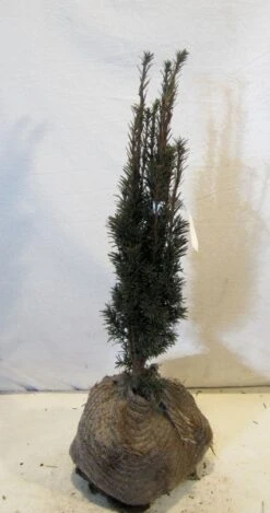 Zuiltaxus (Taxus Baccata 'Fastigiata Robusta') -Tuinplantenwinkel 20130125132756 17 2