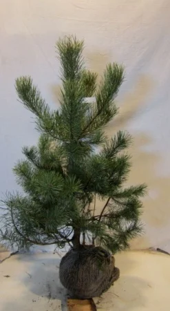 Grove Den, Solitair (Pinus Sylvestris) 17 Grove Den, Solitair (Pinus Sylvestris) -Tuinplantenwinkel 20130125134849 18
