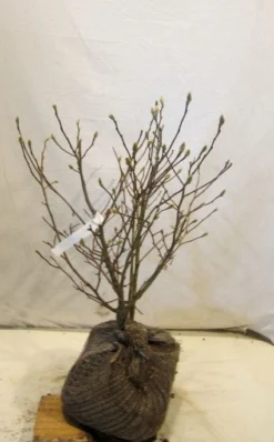 Stermagnolia (Magnolia Stellata) -Tuinplantenwinkel 20130125153753 13