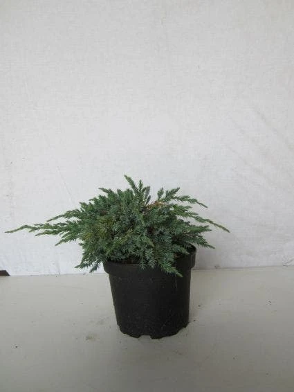 Jeneverbes (Juniperus Squamata 'Blue Carpet') 4 Jeneverbes (Juniperus Squamata 'Blue Carpet') - Afbeelding 4