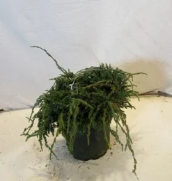 Jeneverbes (Juniperus Squamata 'Blue Carpet') -Tuinplantenwinkel 20130125154745 4 1