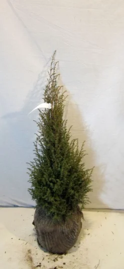 Jeneverbes (Juniperus Communis 'Hibernica') -Tuinplantenwinkel 20130125161445 7