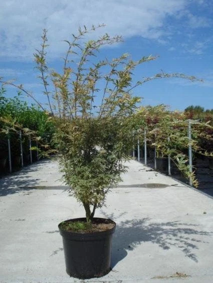 Japanse Esdoorn (Acer Palmatum 'Butterfly') 4 Japanse Esdoorn (Acer Palmatum 'Butterfly') - Afbeelding 4