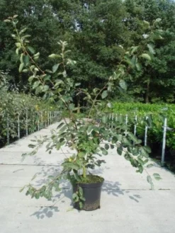 Krentenboom Als Struik (Amelanchier Lamarckii) -Tuinplantenwinkel 20130214100736 13 1