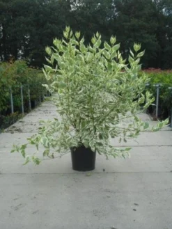 Bonte Kornoelje (Cornus Alba 'Elegantissima') -Tuinplantenwinkel 20130214103242 3