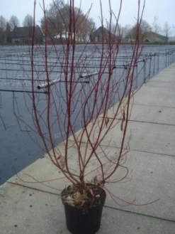 Bonte Kornoelje (Cornus Alba 'Elegantissima') -Tuinplantenwinkel 20130214103250 3 1