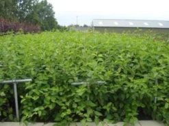 Kornoelje (Cornus Alba 'Sibirica') 13 Kornoelje (Cornus Alba 'Sibirica') -Tuinplantenwinkel 20130214103528 6