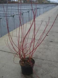 Kornoelje (Cornus Alba 'Sibirica') 10 Kornoelje (Cornus Alba 'Sibirica') -Tuinplantenwinkel 20130214103537 6