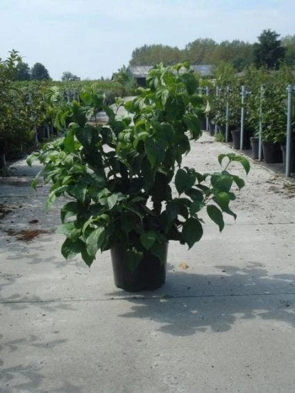 Amerikaanse Kornoelje (Cornus Florida 'Rubra') 2 Amerikaanse Kornoelje (Cornus Florida 'Rubra') - Afbeelding 2