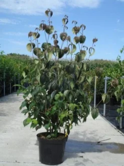 Kornoelje (Cornus Kousa 'China Girl') -Tuinplantenwinkel 20130214104328 8