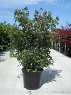 Japanse Kornoelje (Cornus Kousa) 11 Japanse Kornoelje (Cornus Kousa) -Tuinplantenwinkel 20130214105009 24 12 12