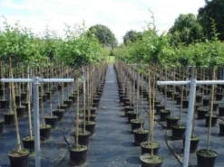 Rode Meidoorn (Crataegus Laevigata 'Paul's Scarlet') -Tuinplantenwinkel 20130214111754 14 1