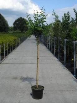 Rode Meidoorn (Crataegus Laevigata 'Paul's Scarlet') -Tuinplantenwinkel 20130214111804 14 1