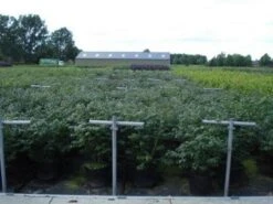 Kardinaalshoed (Euonymus Alatus 'Compactus') -Tuinplantenwinkel 20130214112611 12