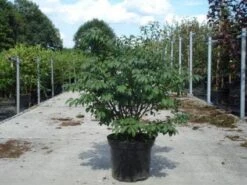 Kardinaalshoed (Euonymus Alatus 'Compactus') -Tuinplantenwinkel 20130214112624 12