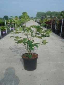 Toverhazelaar (Hamamelis Intermedia 'Diane') 7 Toverhazelaar (Hamamelis Intermedia 'Diane') -Tuinplantenwinkel 20130214114113 18 9 9