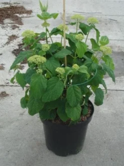 Hortensia (Hydrangea 'Strong Annabelle') -Tuinplantenwinkel 20130214115328 1 1