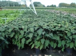 Fluweelhortensia (Hydrangea Aspera 'Macrophylla') -Tuinplantenwinkel 20130214115506 6 1