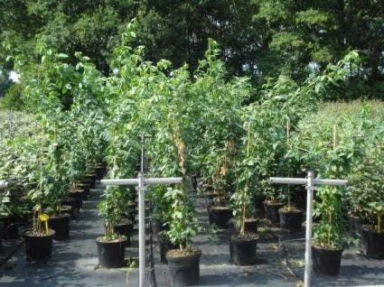 Gouden Regen, Struik (Laburnum Watereri 'Vossii') 3 Gouden Regen, Struik (Laburnum Watereri 'Vossii') - Afbeelding 3