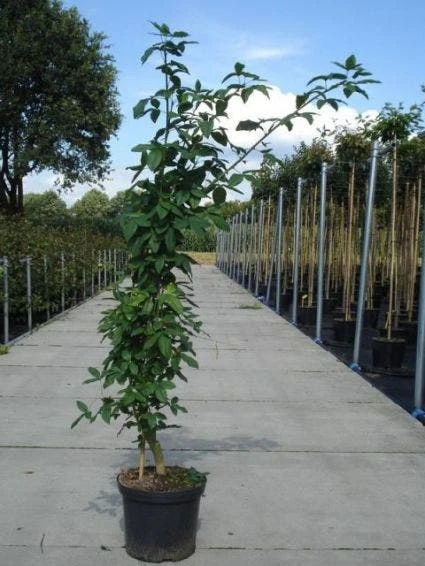Gouden Regen, Struik (Laburnum Watereri 'Vossii') 2 Gouden Regen, Struik (Laburnum Watereri 'Vossii') - Afbeelding 2