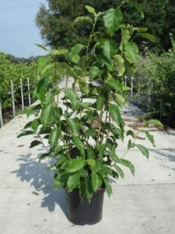 Beverboom (Magnolia Soulangeana) -Tuinplantenwinkel 20130214140530 10