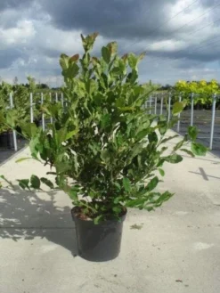 Stermagnolia (Magnolia Stellata) 26 Stermagnolia (Magnolia Stellata) -Tuinplantenwinkel 20130214142333 13 1