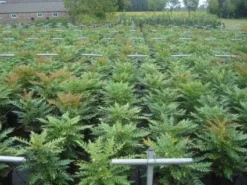 Mahoniestruik (Mahonia Media 'Winter Sun') 10 Mahoniestruik (Mahonia Media 'Winter Sun') -Tuinplantenwinkel 20130214142529 11