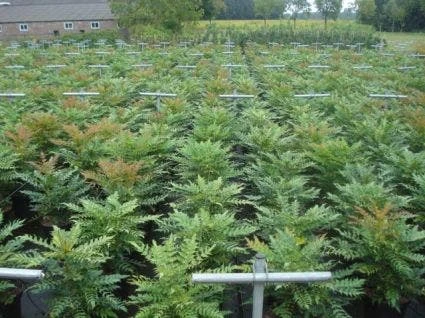 Mahoniestruik (Mahonia Media 'Winter Sun') 3 Mahoniestruik (Mahonia Media 'Winter Sun') - Afbeelding 3