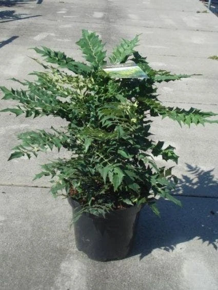 Mahoniestruik (Mahonia Media 'Winter Sun') 7 Mahoniestruik (Mahonia Media 'Winter Sun') - Afbeelding 7