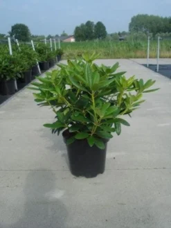 Rhododendron (Rhododendron Catawbiense 'Grandiflorum') -Tuinplantenwinkel 20130214153505 13 1
