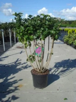 Sering (Syringa Vulgaris 'Michel Buchner')