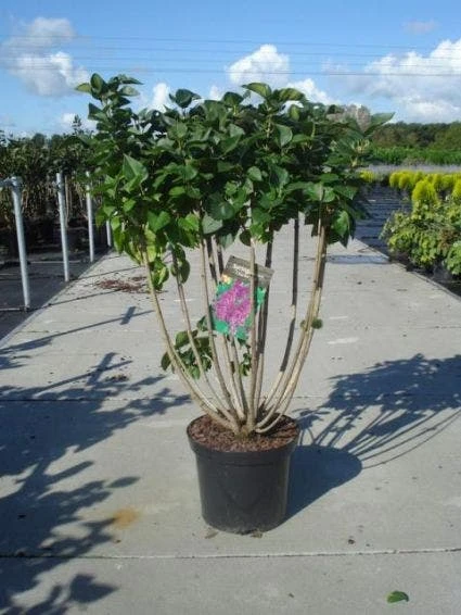 Sering (Syringa Vulgaris 'Michel Buchner') 1 Sering (Syringa Vulgaris 'Michel Buchner')