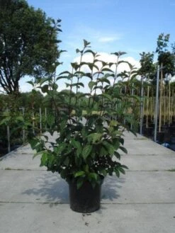 Sneeuwbal (Viburnum Bodnantense 'Dawn') -Tuinplantenwinkel 20130215094907 35 7 2